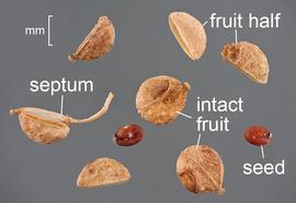   Fruits, seeds:   Lepidium latifolium , two intact fruits, several fruit halves (containing one seed each), and two loose seeds.; Photo by D. Walters and C. Southwick, Table Grape Weed Disseminule ID
